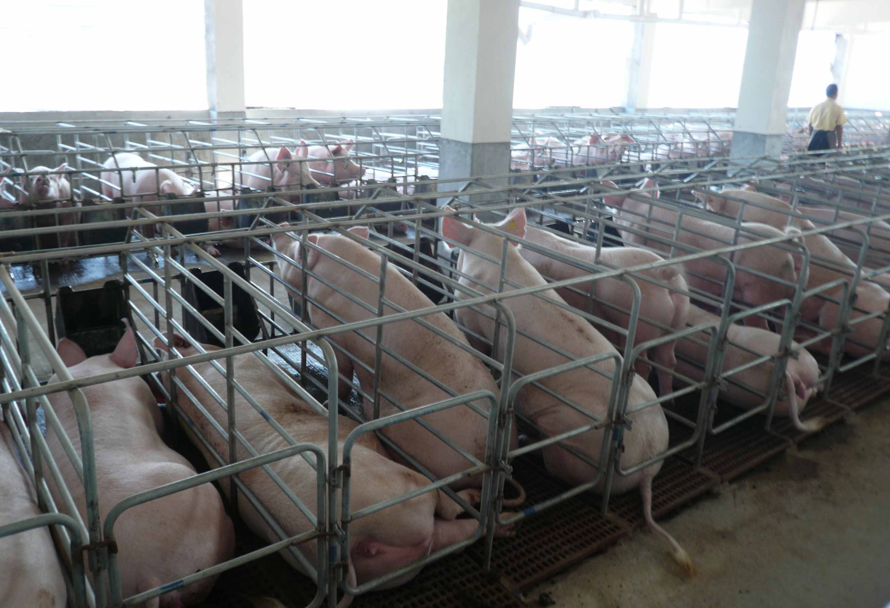 是猪场管家在17年专业猪场管理研发验的基础上,为养猪行业的 公