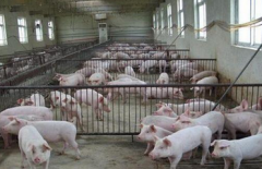 <b>我国生猪产业发展现状、问题与对策建议</b>