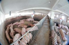 <b>随着时代发展，我国养猪行业有哪些可喜的变化？</b>